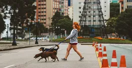 Köpek Sahibi Olmanın Vergi Faturası: Bazı Irklarda Tutar Katlanıyor