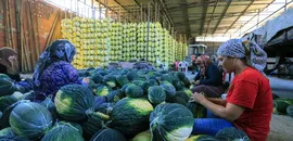 AB'den coğrafi işaret tescilli Kırkağaç kavununda hasat sürüyor