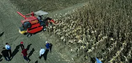 Adana'da "Kale" mısır çeşidi tarla günü etkinliğiyle tanıtıldı