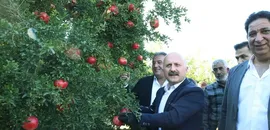 Adıyaman'da 19 bin 250 dekar alanda üretilen narda hasat dönemi