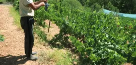 Arapgir'in tescilli mor reyhanında ve köhnü üzümünde hasat yapılıyor
