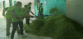Bilecik'te şerbetçi otu üreticileri hasada başladı