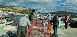 Çanakkaleli balıkçının lüfer için attığı ağlara 1000 palamut takıldı