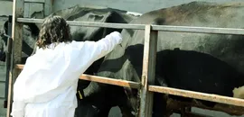 Iğdır'da şap hastalığıyla yapılan etkin mücadele üreticiyi mutlu etti