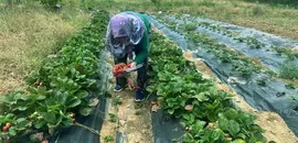Isparta'nın yaylalarında çilek hasadı yapılıyor