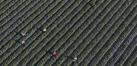 Key Data Missing for Half of US Child Labor Deaths, Official Report Finds