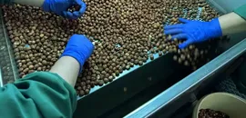 Türk fındığı geçen sezon 124 ülkede alıcı buldu