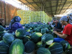 AB'den coğrafi işaret tescilli Kırkağaç kavununda hasat sürüyor AB'den coğrafi işaret tescilli Kırkağaç kavununda hasat sürüyor
