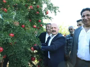 Adıyaman'da 19 bin 250 dekar alanda üretilen narda hasat dönemi