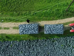 Bafra Ovası'nda kırmızı lahana hasadı başladı