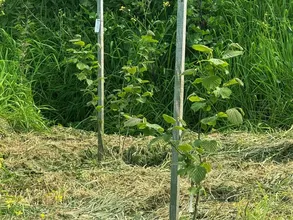 Giresun'da "Çakıldak Fındık"tan yeni çeşit elde etme projesi sürüyor Giresun'da "Çakıldak Fındık"tan yeni çeşit elde etme projesi sürüyor