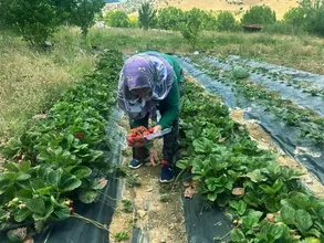 Isparta'nın yaylalarında çilek hasadı yapılıyor