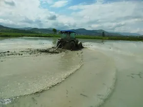 Sinop'ta 18 bin dekar alanda çeltik ekimine başlandı