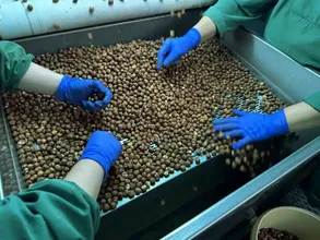 Türk fındığı geçen sezon 124 ülkede alıcı buldu Türk fındığı geçen sezon 124 ülkede alıcı buldu