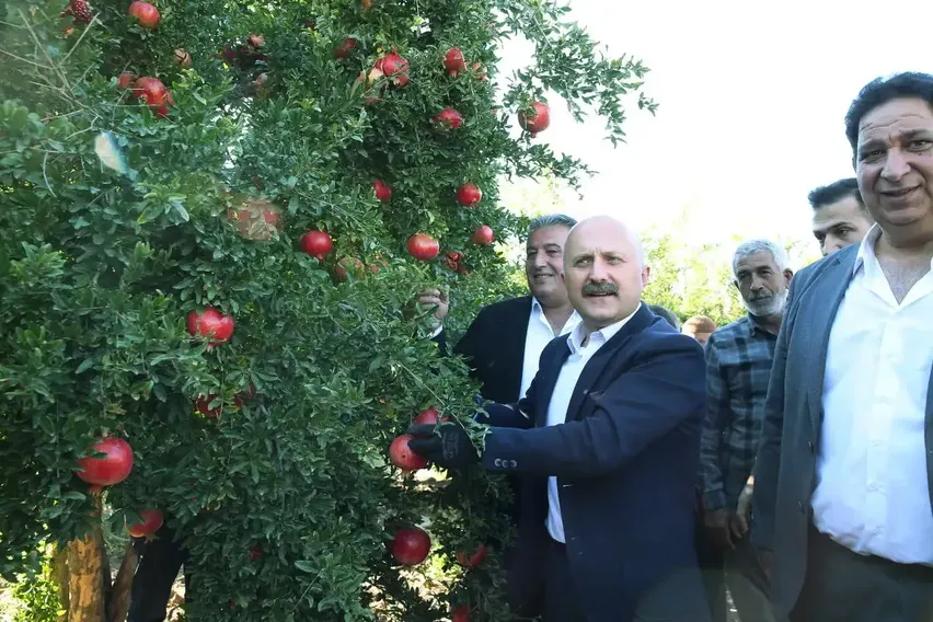 Adıyaman'da 19 bin 250 dekar alanda üretilen narda hasat dönemi Adıyaman'da 19 bin 250 dekar alanda üretilen narda hasat dönemi