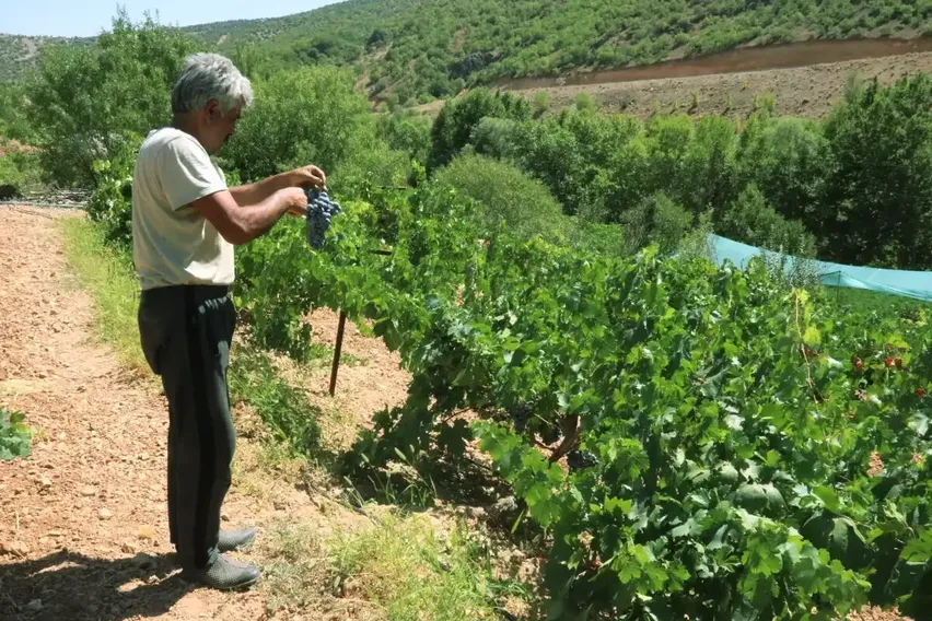 Arapgir'in tescilli mor reyhanında ve köhnü üzümünde hasat yapılıyor Arapgir'in tescilli mor reyhanında ve köhnü üzümünde hasat yapılıyor