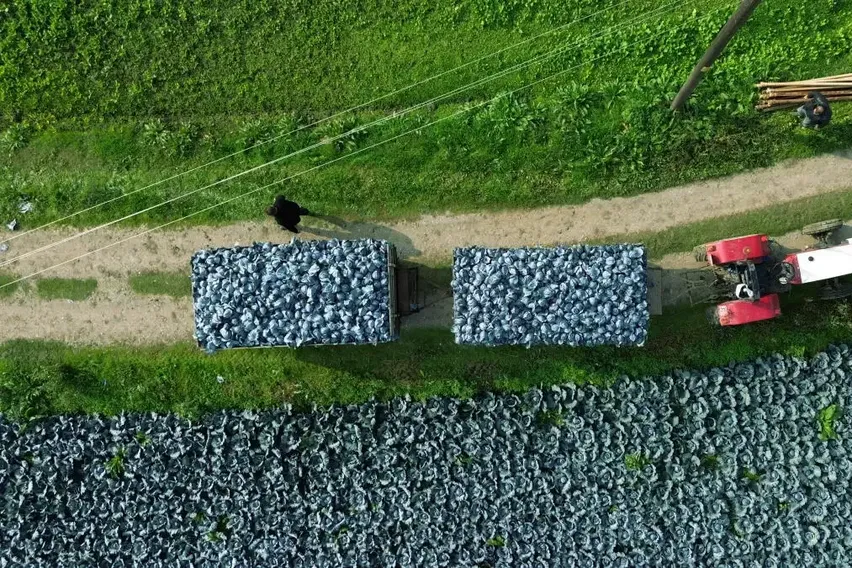 Bafra Ovası'nda kırmızı lahana hasadı başladı