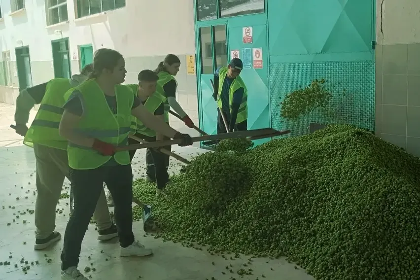 Bilecik'te şerbetçi otu üreticileri hasada başladı Bilecik'te şerbetçi otu üreticileri hasada başladı