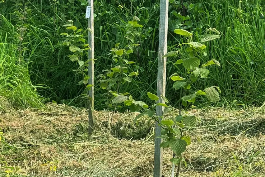 Giresun'da "Çakıldak Fındık"tan yeni çeşit elde etme projesi sürüyor