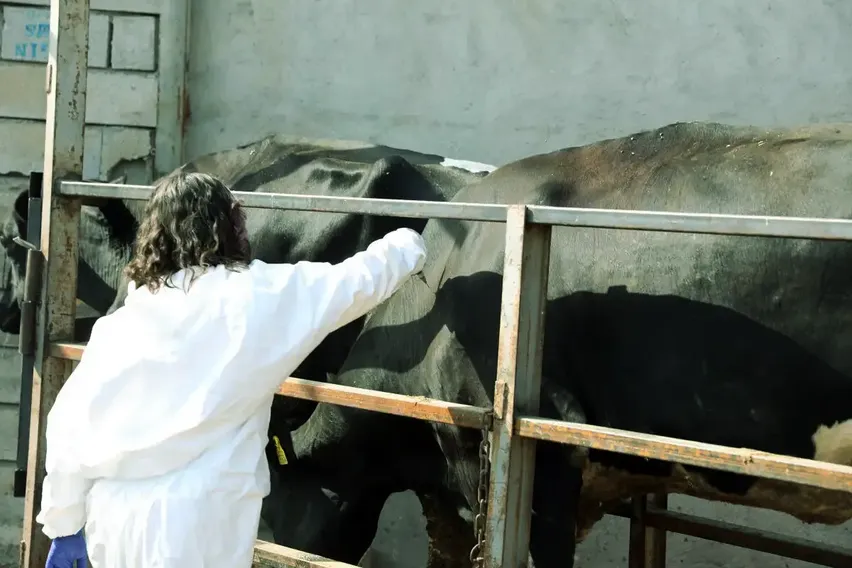 Iğdır'da şap hastalığıyla yapılan etkin mücadele üreticiyi mutlu etti Iğdır'da şap hastalığıyla yapılan etkin mücadele üreticiyi mutlu etti