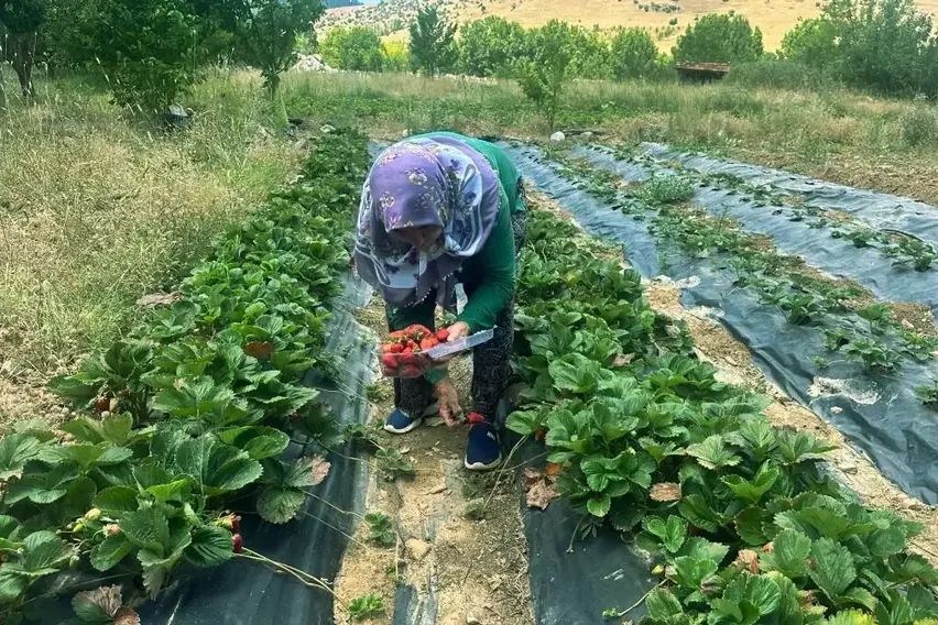 Isparta'nın yaylalarında çilek hasadı yapılıyor