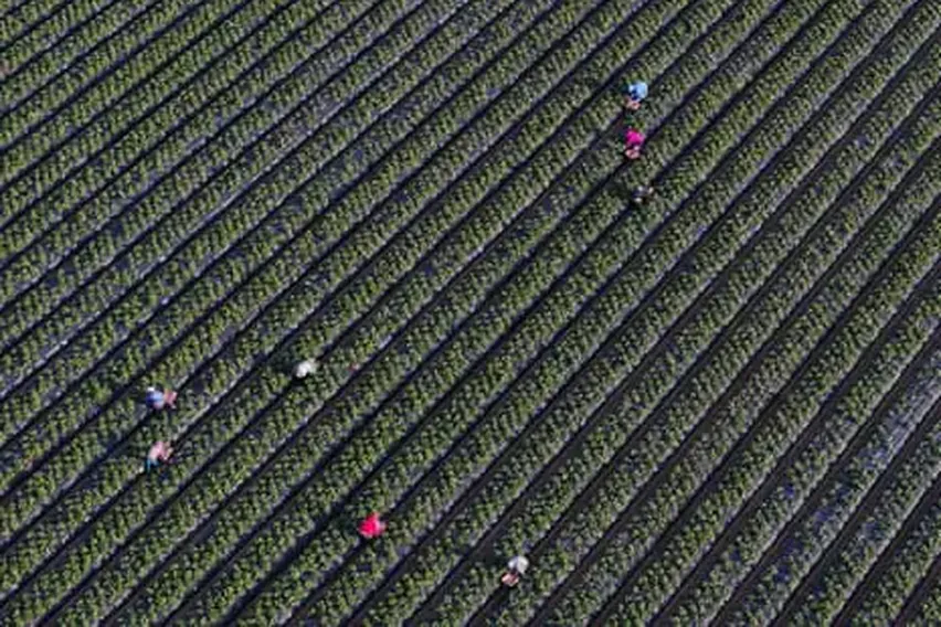 Key Data Missing for Half of US Child Labor Deaths, Official Report Finds