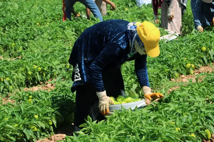 Kilis'te biber hasadı başladı Kilis'te biber hasadı başladı