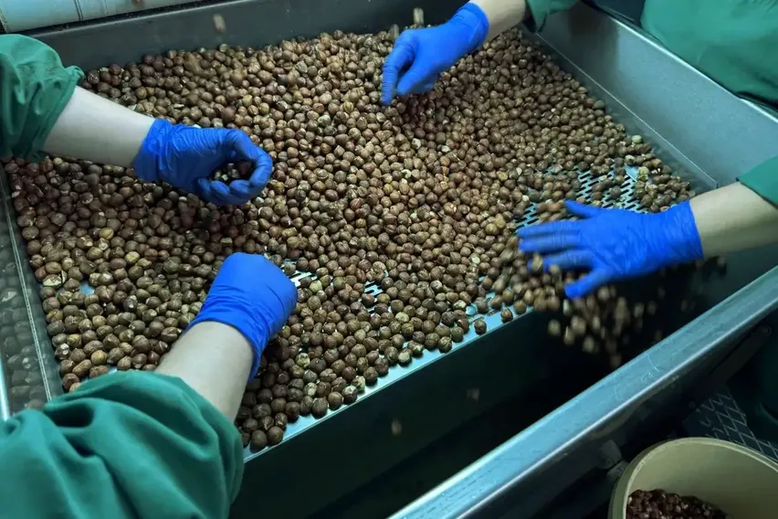 Türk fındığı geçen sezon 124 ülkede alıcı buldu Türk fındığı geçen sezon 124 ülkede alıcı buldu